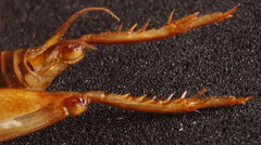Anurogryllus arboreus