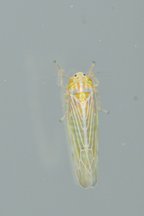 Dalbulus elimatus