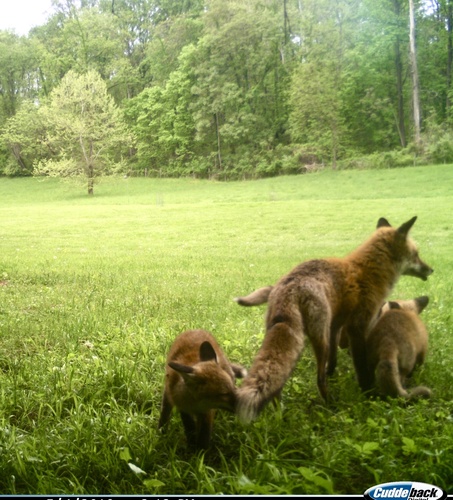 Red Fox photographed in West Virginia