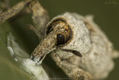 Paramecops farinosus