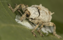 Paramecops farinosus