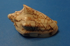 Cymbiola vespertilio