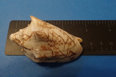 Cymbiola vespertilio