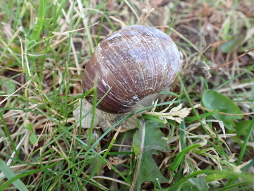 Helix pomatia