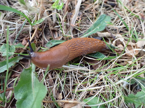 Arion vulgaris