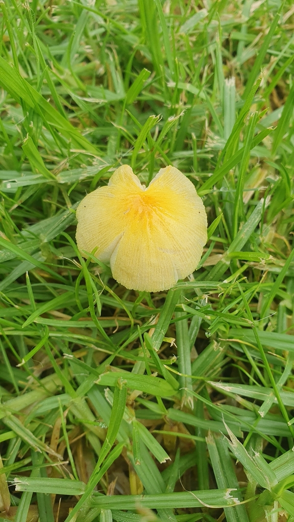 Bolbitius titubans · June 2025 · photo: © sydney75 (iNaturalist, cc-by)
