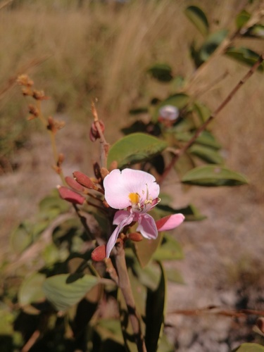 Sand Camwood