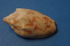 Cymbiola vespertilio