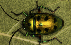Chrysocoris purpureus