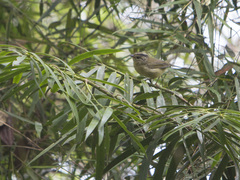 Basileuterus tristriatus