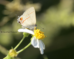 Electrostrymon hugon