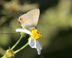 Electrostrymon hugon