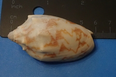 Cymbiola vespertilio