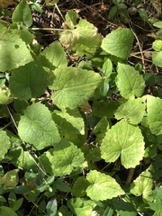 Lunaria annua