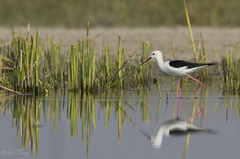 Himantopus himantopus