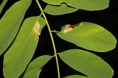 Phloeospora robiniae