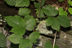 Rubus dasyphyllus