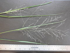 Panicum dichotomiflorum dichotomiflorum
