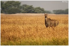 Boselaphus tragocamelus
