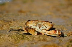 Thalamitinae