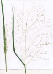 Panicum dichotomiflorum dichotomiflorum