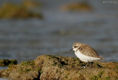 Charadrius mongolus