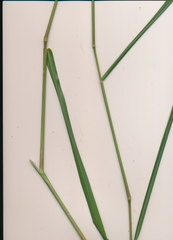 Panicum dichotomiflorum dichotomiflorum