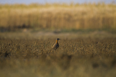 Cursorius coromandelicus