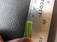 Panicum dichotomiflorum dichotomiflorum
