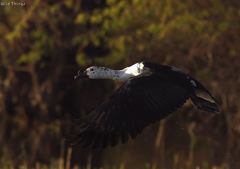 Sarkidiornis melanotos