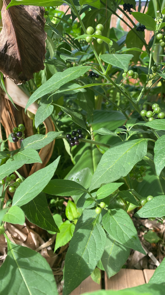 American black nightshade from Willgus Trail Ln, Houston, TX, US on ...