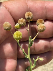 Helenium microcephalum, photograph (c) Ian McFaul, some rights reserved (CC BY)