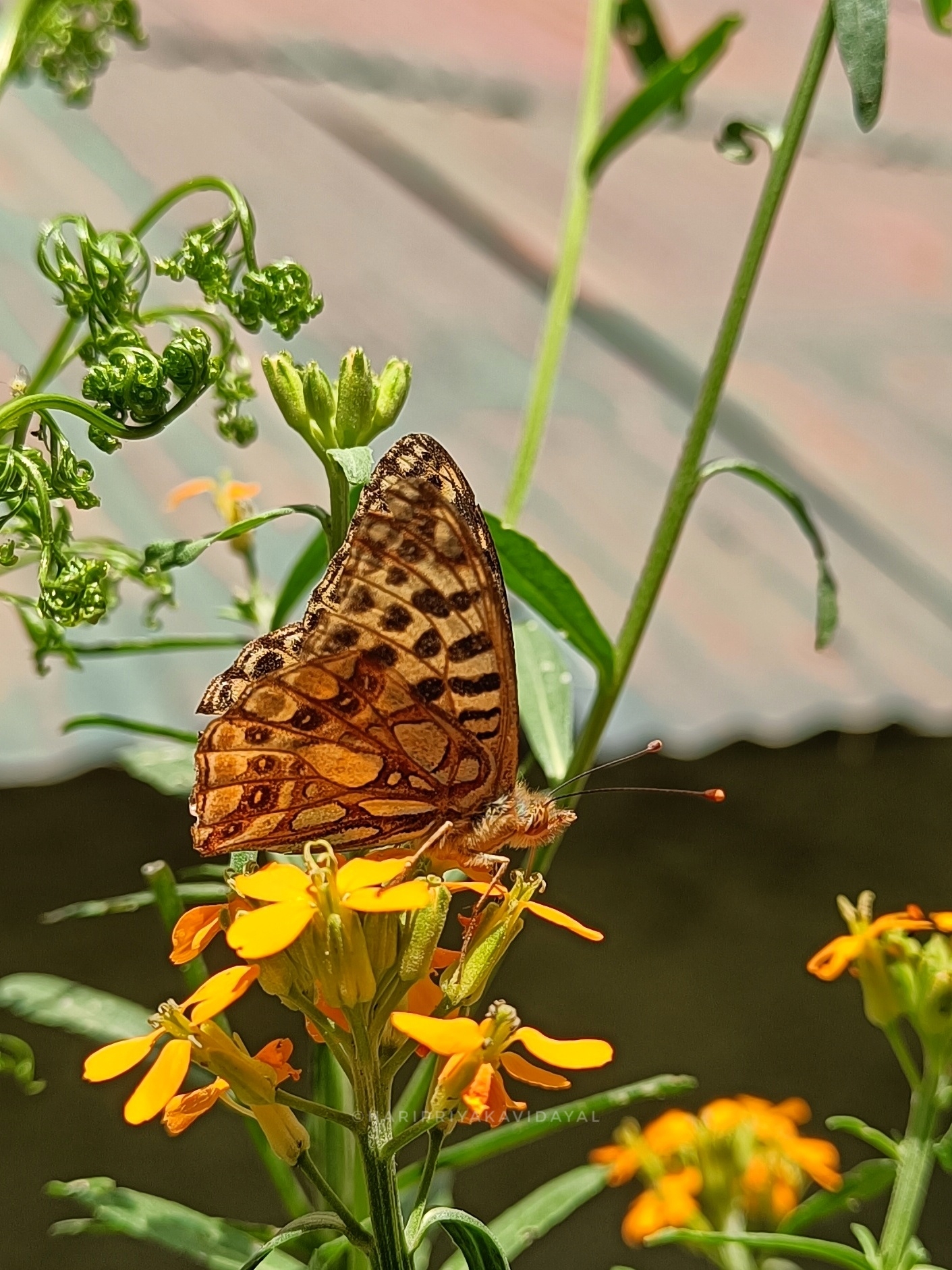 Himalayan Queen Fritillary