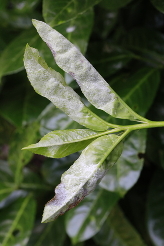 Powdery Mildew