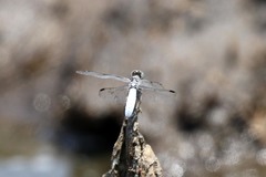Palpopleura deceptor