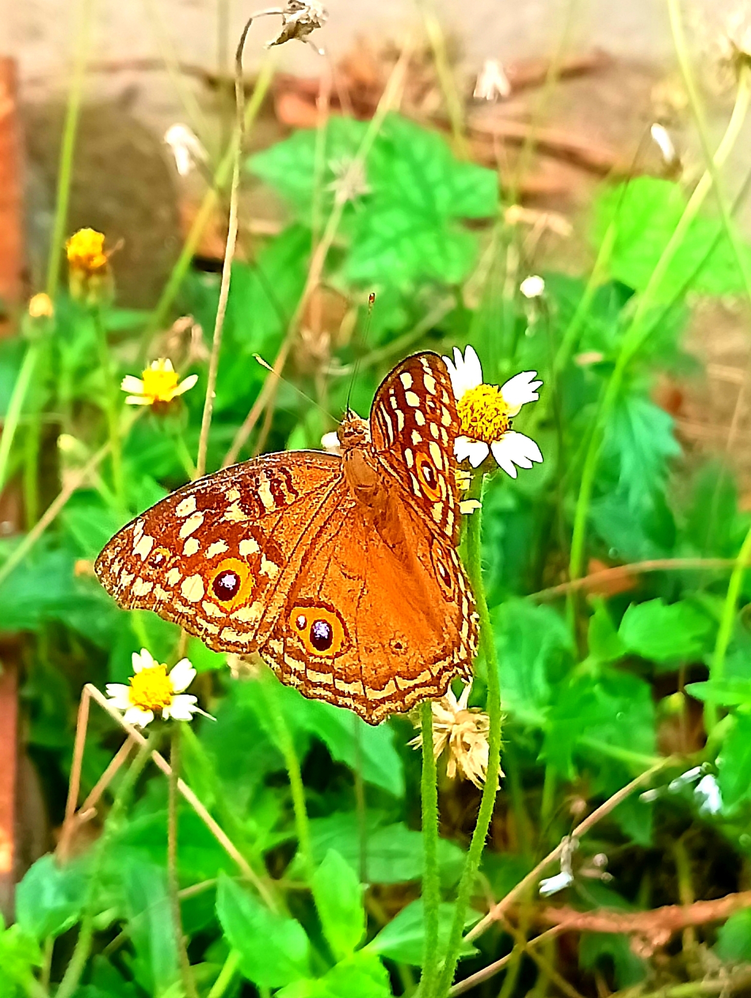 Lemon Pansy
