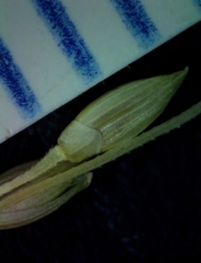 Panicum dichotomiflorum dichotomiflorum