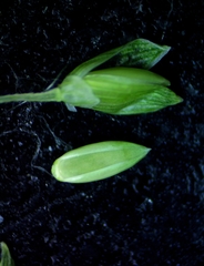 Panicum dichotomiflorum dichotomiflorum