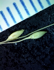 Panicum dichotomiflorum dichotomiflorum