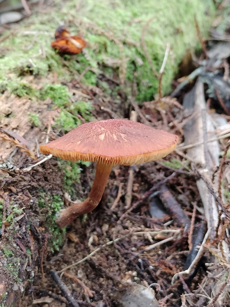 Gymnopilus purpuratus · April 2025 · photo: © bagels_nz (iNaturalist, cc0)
