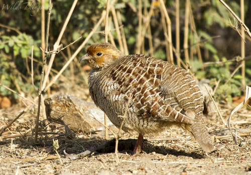 Grey Francolin