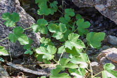 Passiflora arizonica