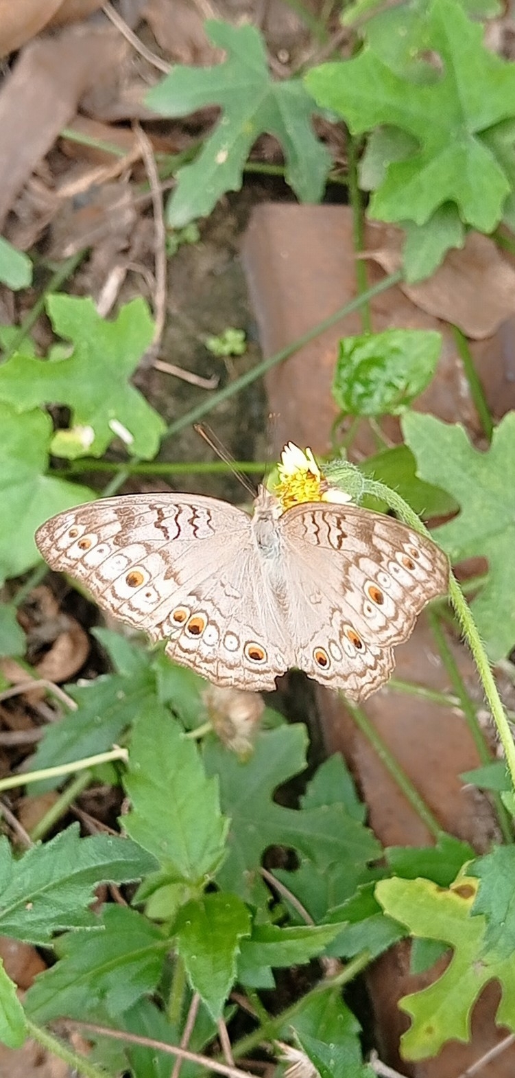 Grey Pansy