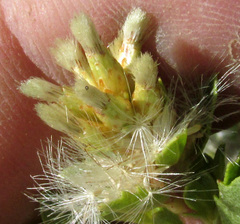 Baccharis conferta, photograph author not stated, no rights reserved