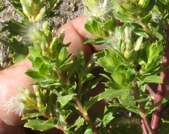 Baccharis conferta, photograph author not stated, no rights reserved