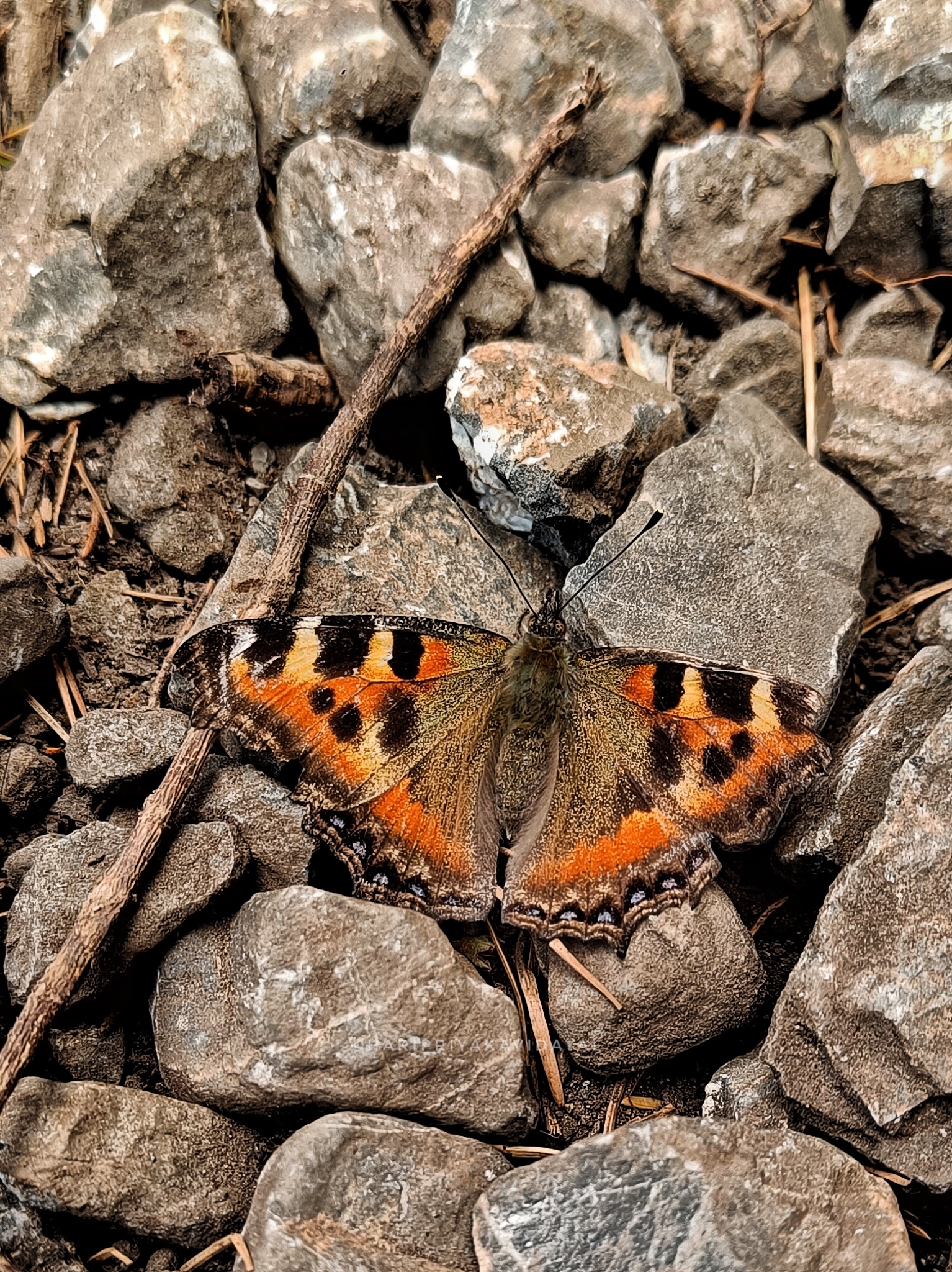 Indian Tortoiseshell