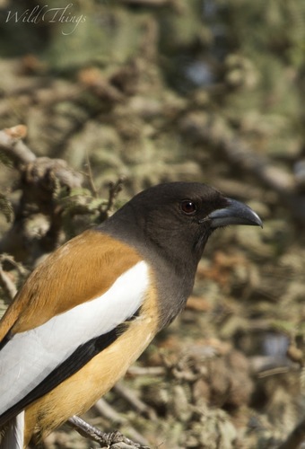 Rufous Treepie