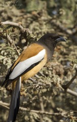 Dendrocitta vagabunda