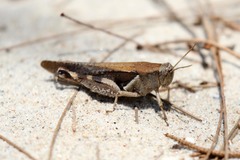 Catantopinae