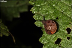Gastropoda
